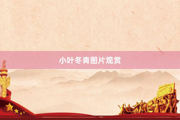 小叶冬青图片观赏